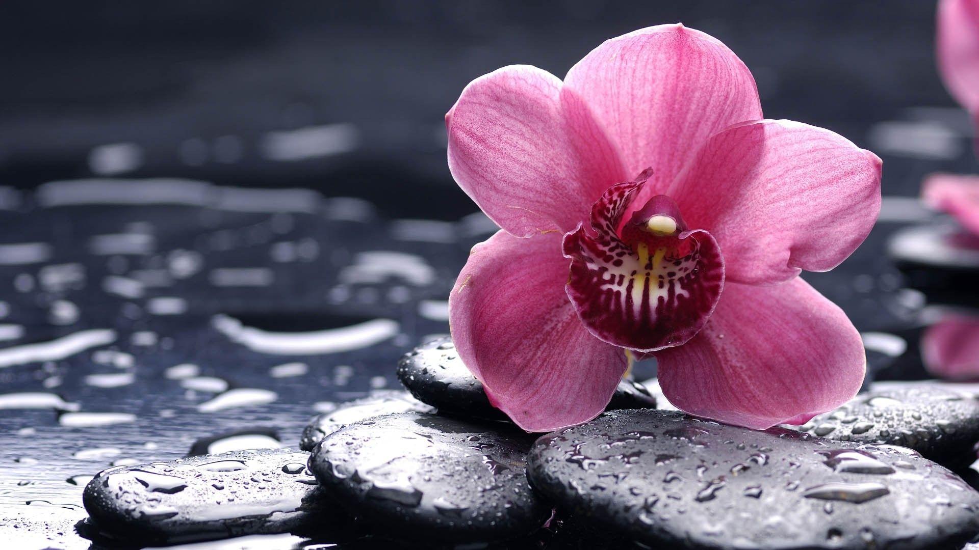 Die Besten Hintergrundbilder der Natur, Blumen und Orchideen