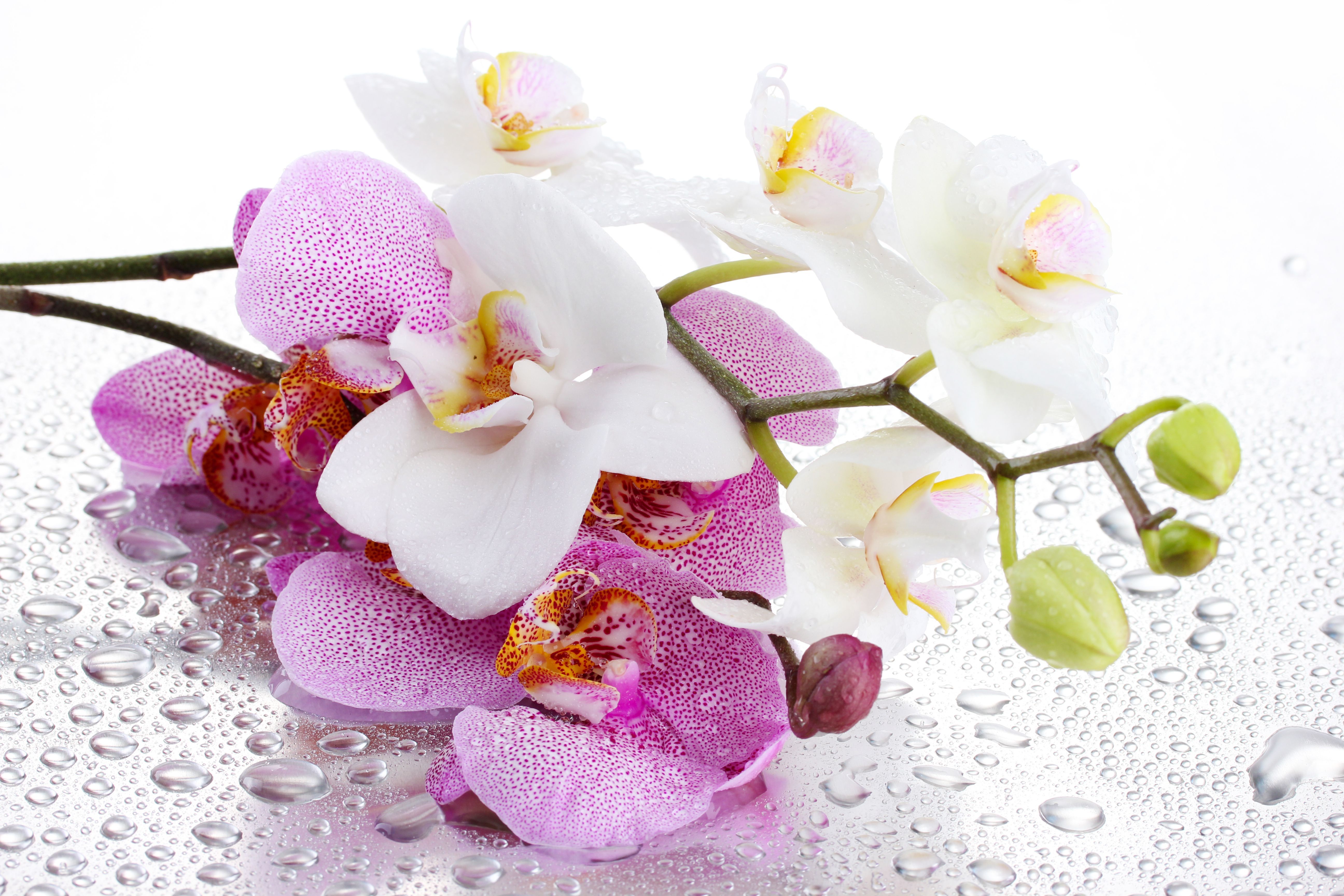 Orchidee Hintergrundbilder. Image Wallpaper