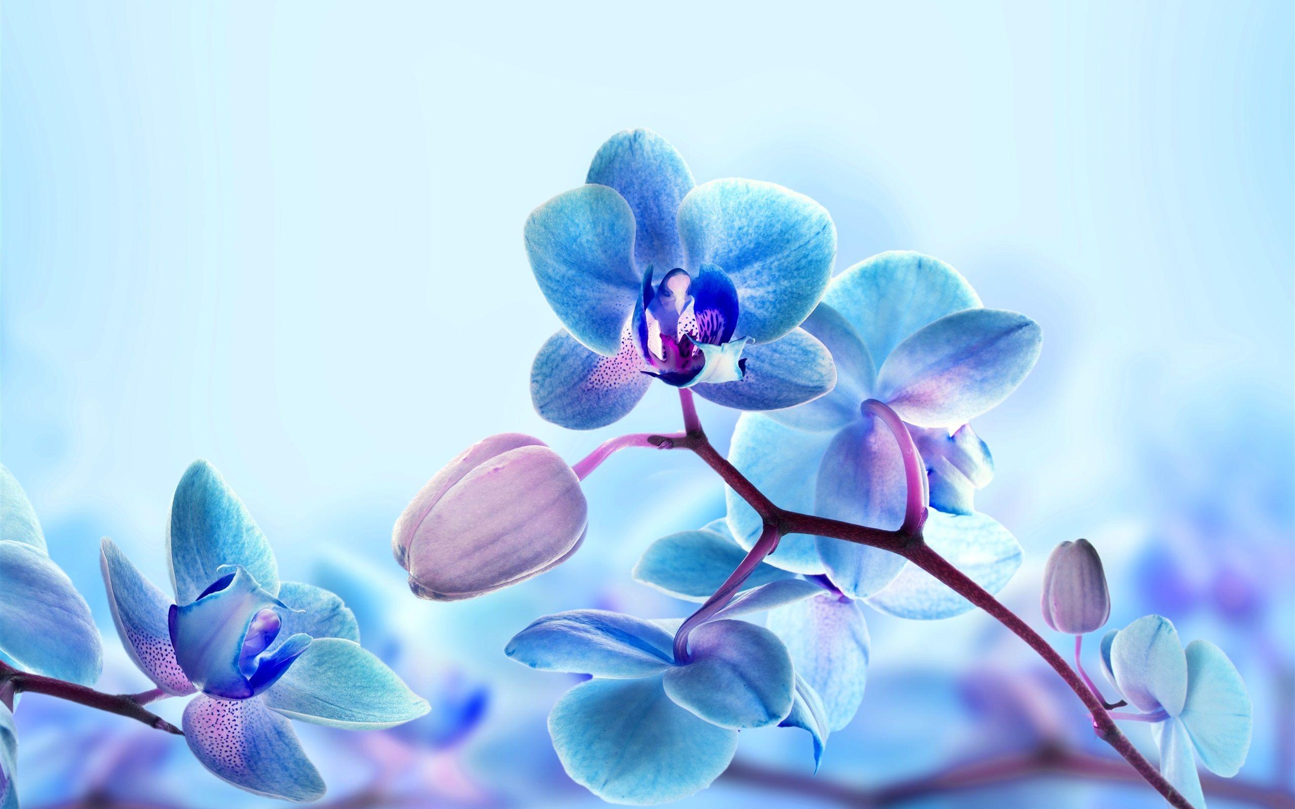 Wallpaper Orchid flowers, blue color petals 2560x1600 HD Picture, Image