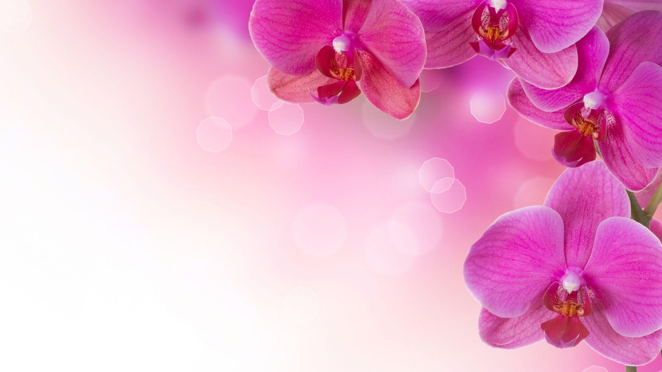 Orchids Wallpaper