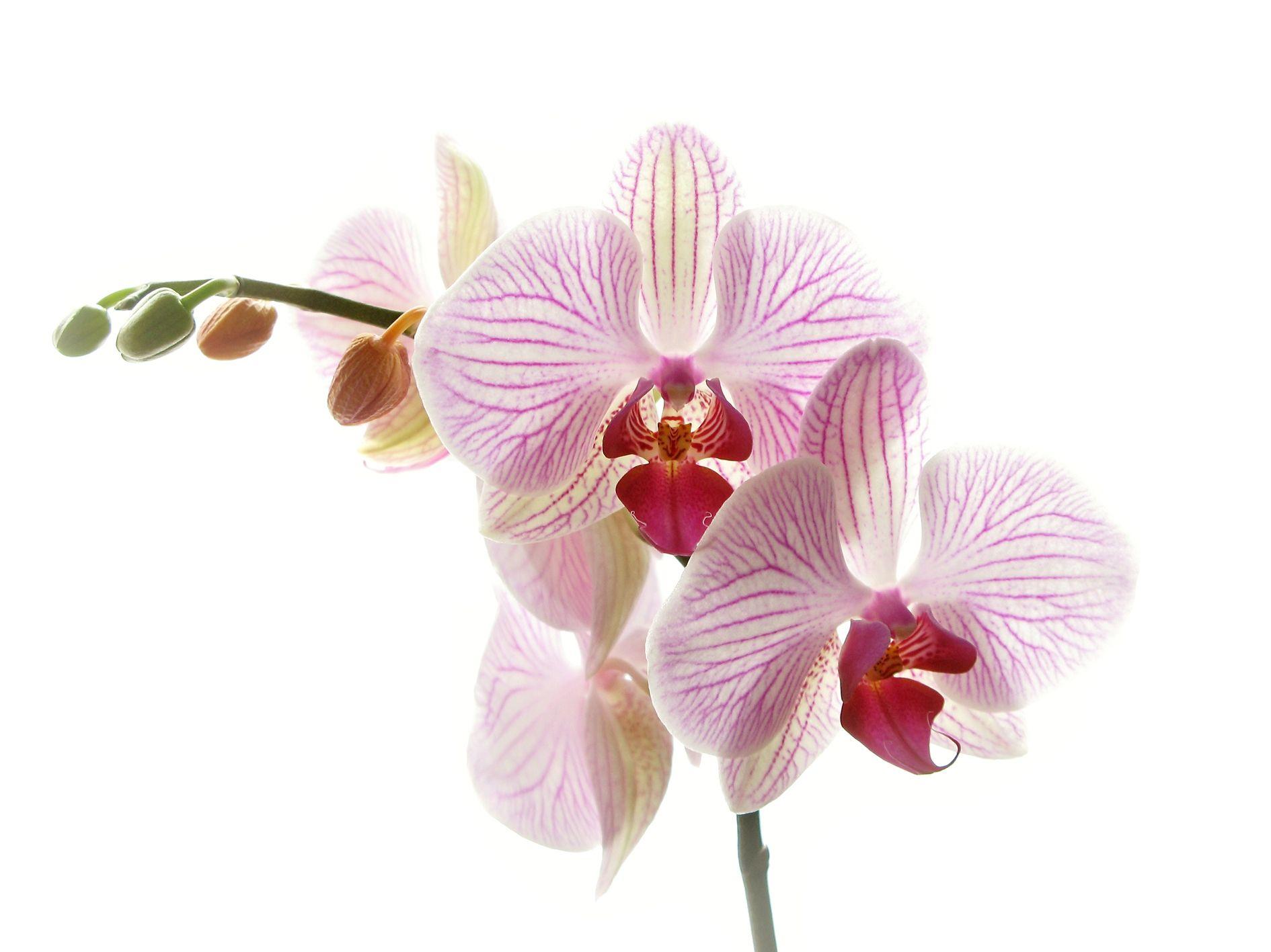 Flowers Background In High Quality: Orchidee By Rick Eaton, 01 09 2015