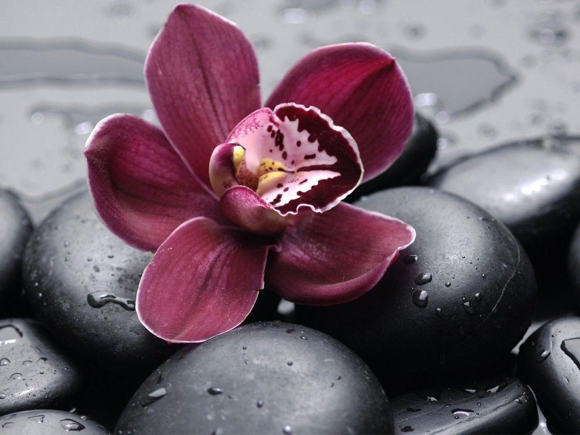 Orchid On The Rocks Iii HD desktop wallpaper, Widescreen, High