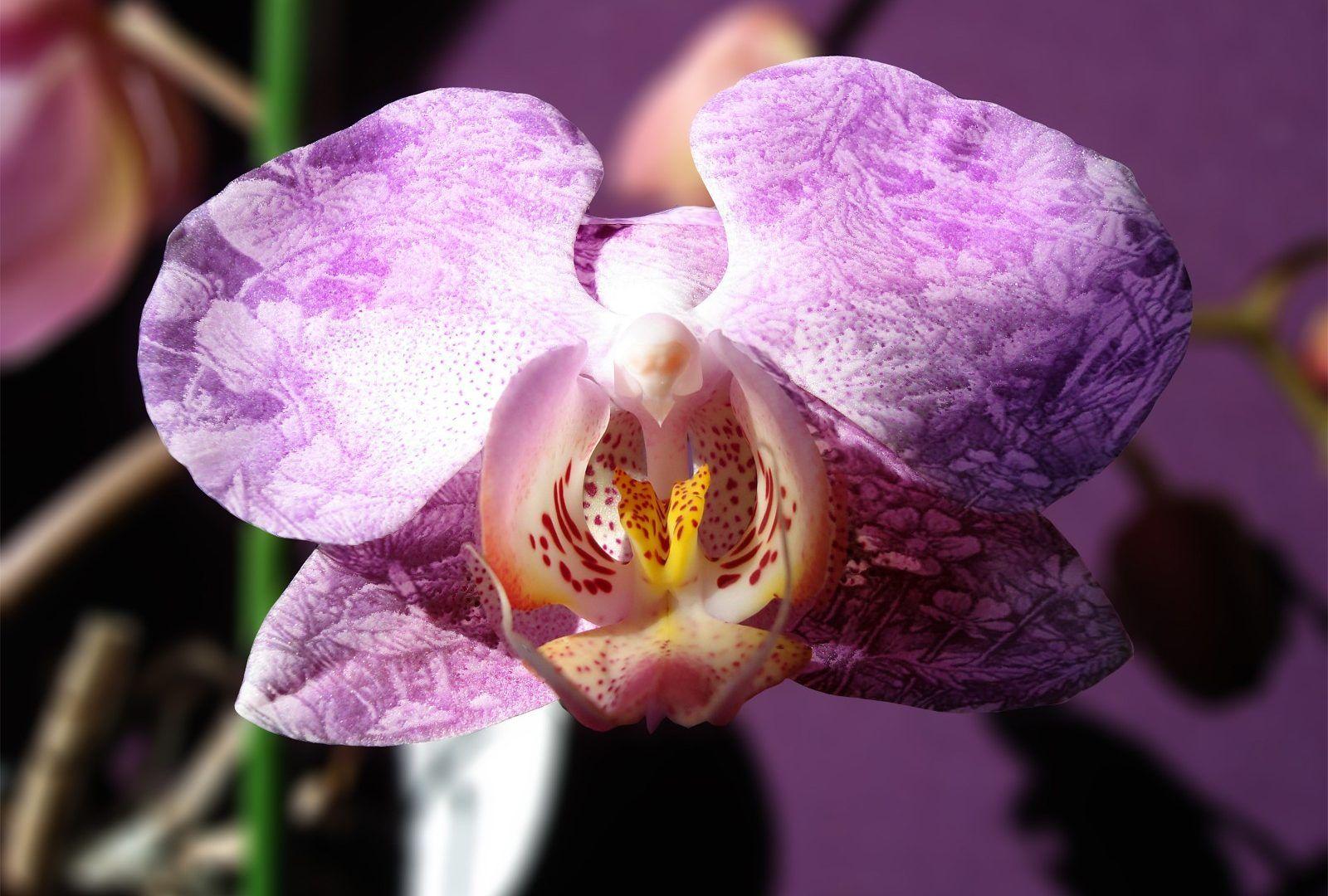Orchidee Tag wallpaper: Orchids Kwiaty Piekne Orchidee Natura