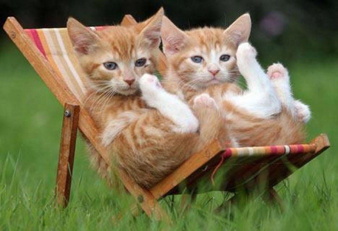 Cats: Just Chillin Kittens Beach Chairs Orange White Animals Cats