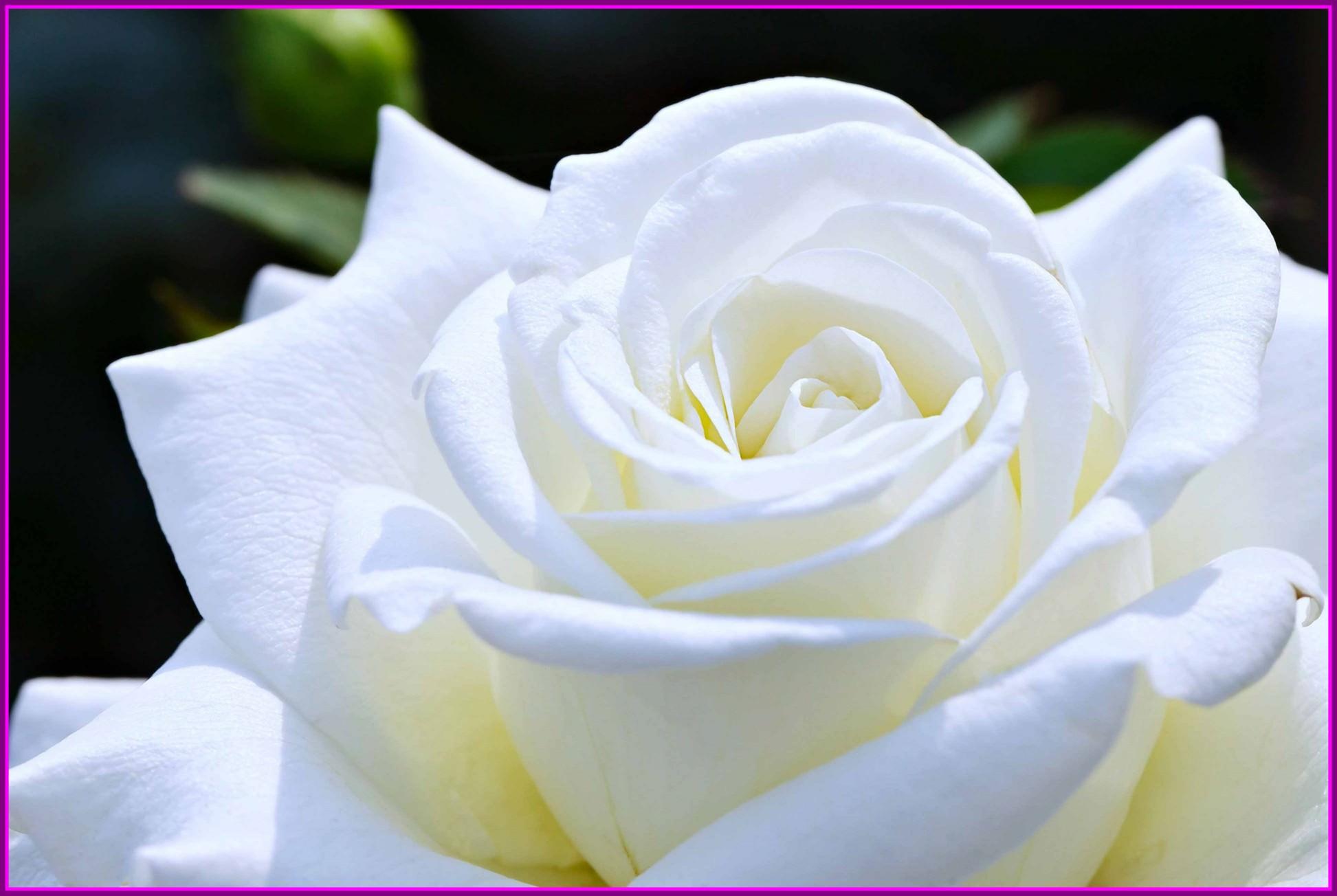 Incredible White Rose Flower Love HD Wallpaper For Styles