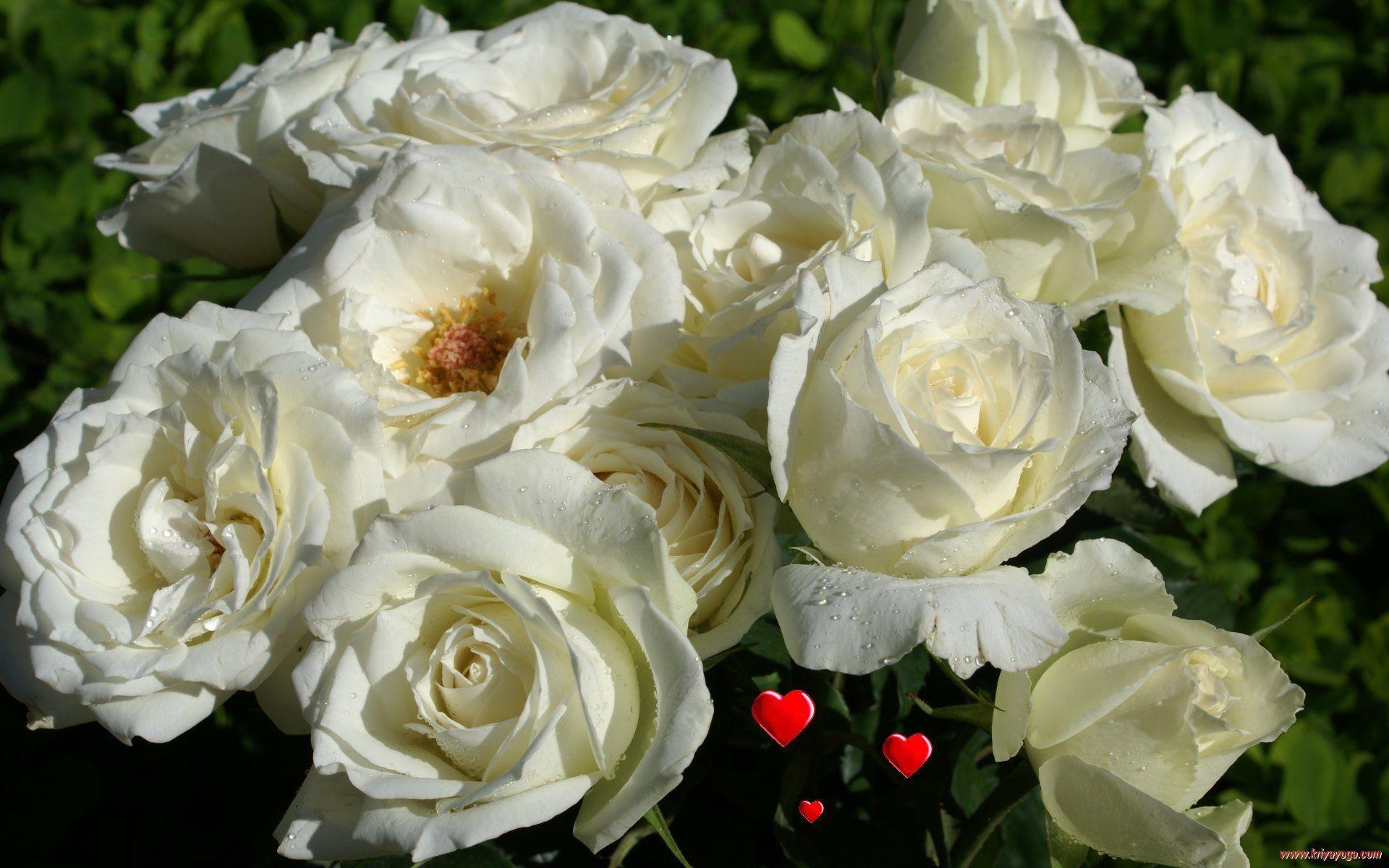 White Rose Love Wallpapers - Wallpaper Cave