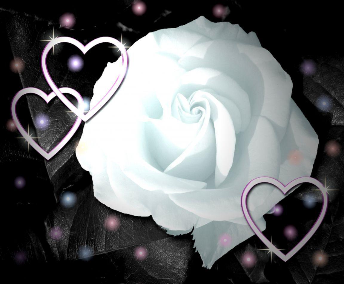 Love White Rose Flowers Wallpaper. Best image Background
