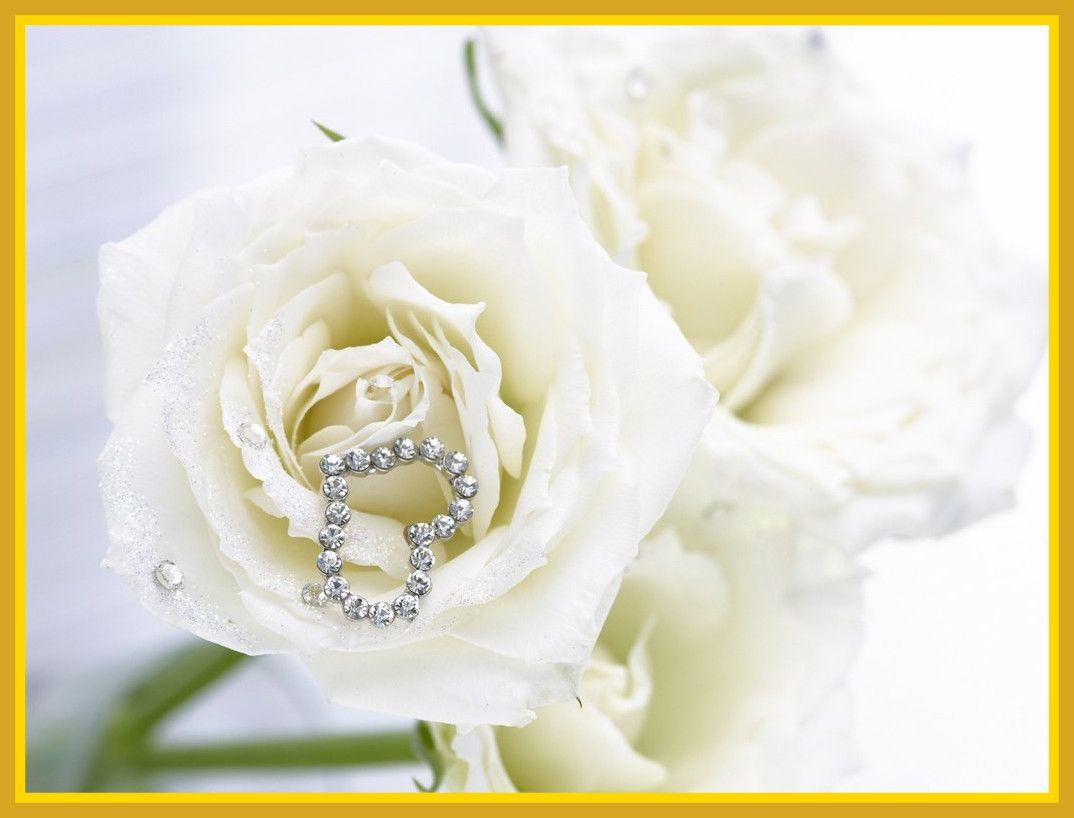 Stunning Love On The Top White Rose Flower Wall Wallpaper Pic Of