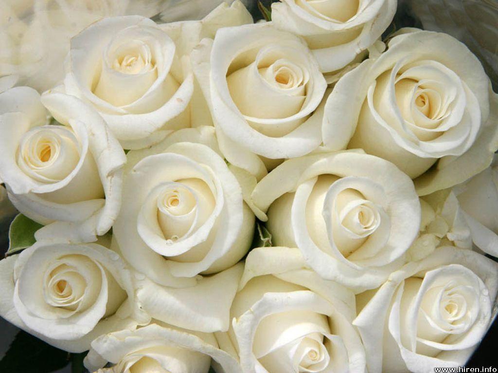 White Rose Wallpaper