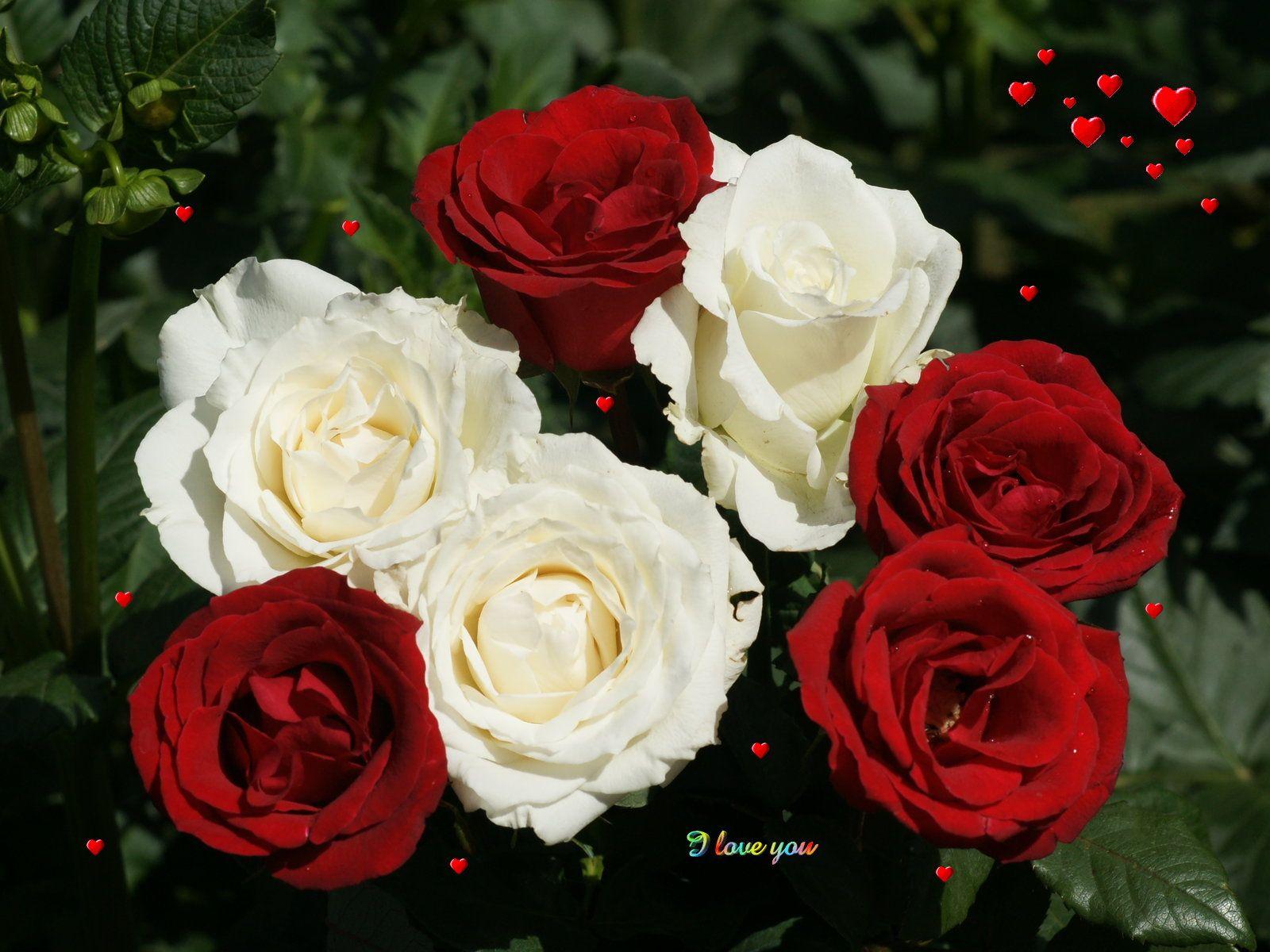 red rose free wallpaper: Picture Of Red And White Roses