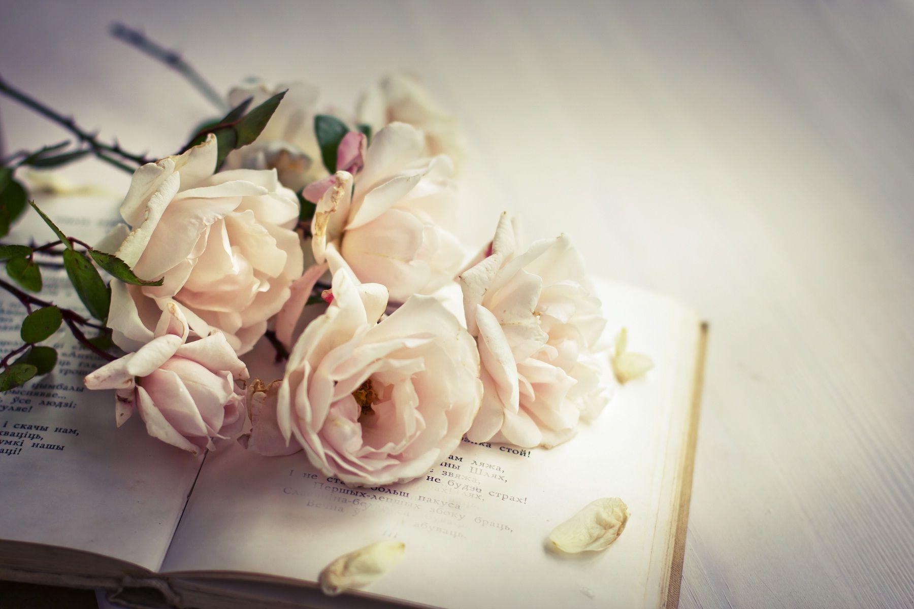 Love book with white rose love wallpaper. HD Wallpaper Rocks