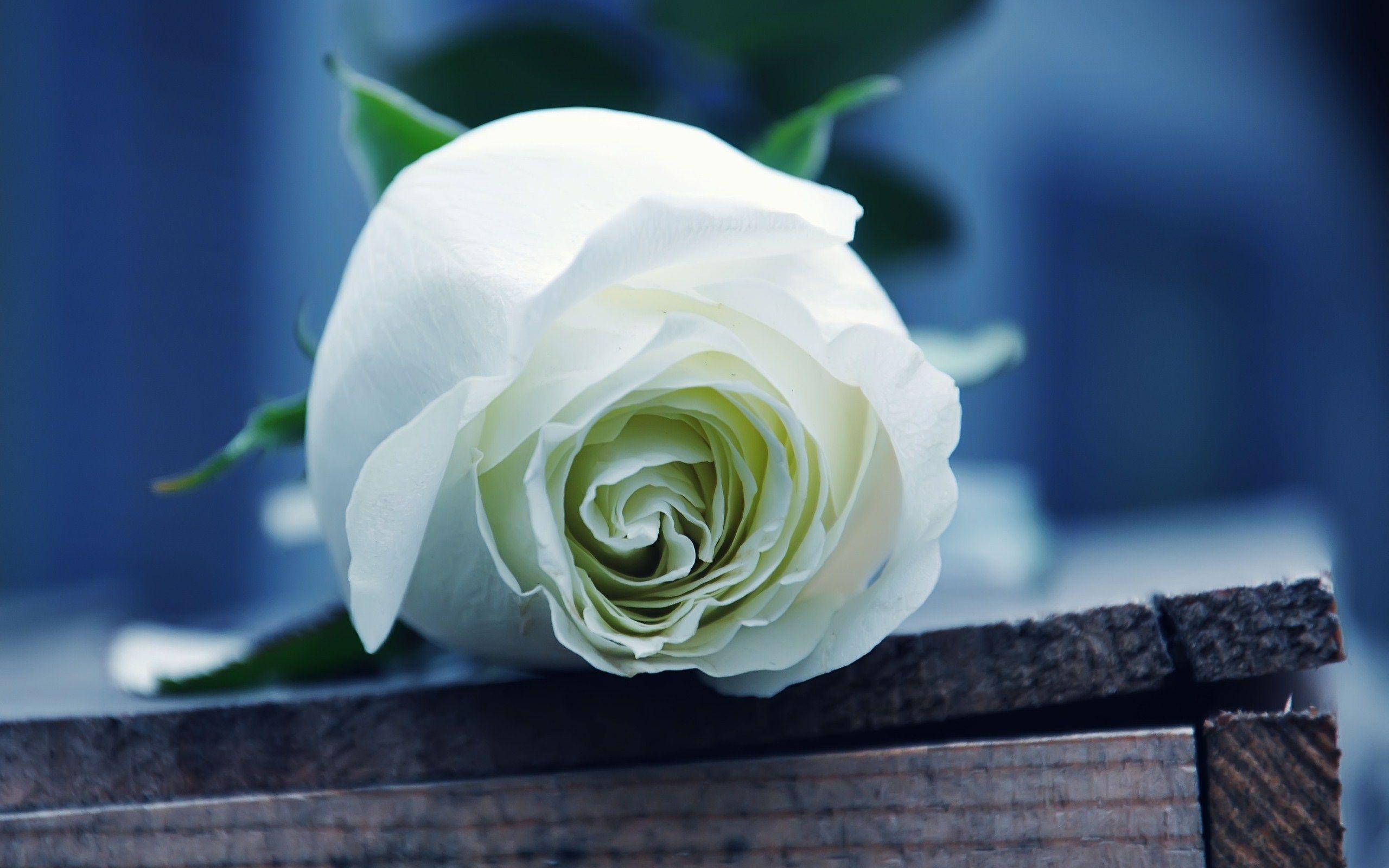 White Rose, High Definition, High Quality, Widescreen