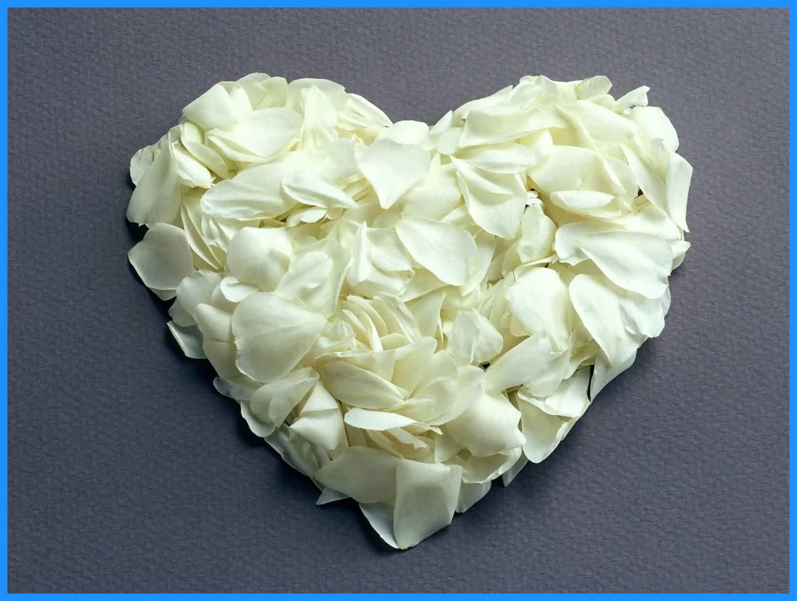 Unbelievable White Of Wallpaper Flower Rose Love Ideas And Popular