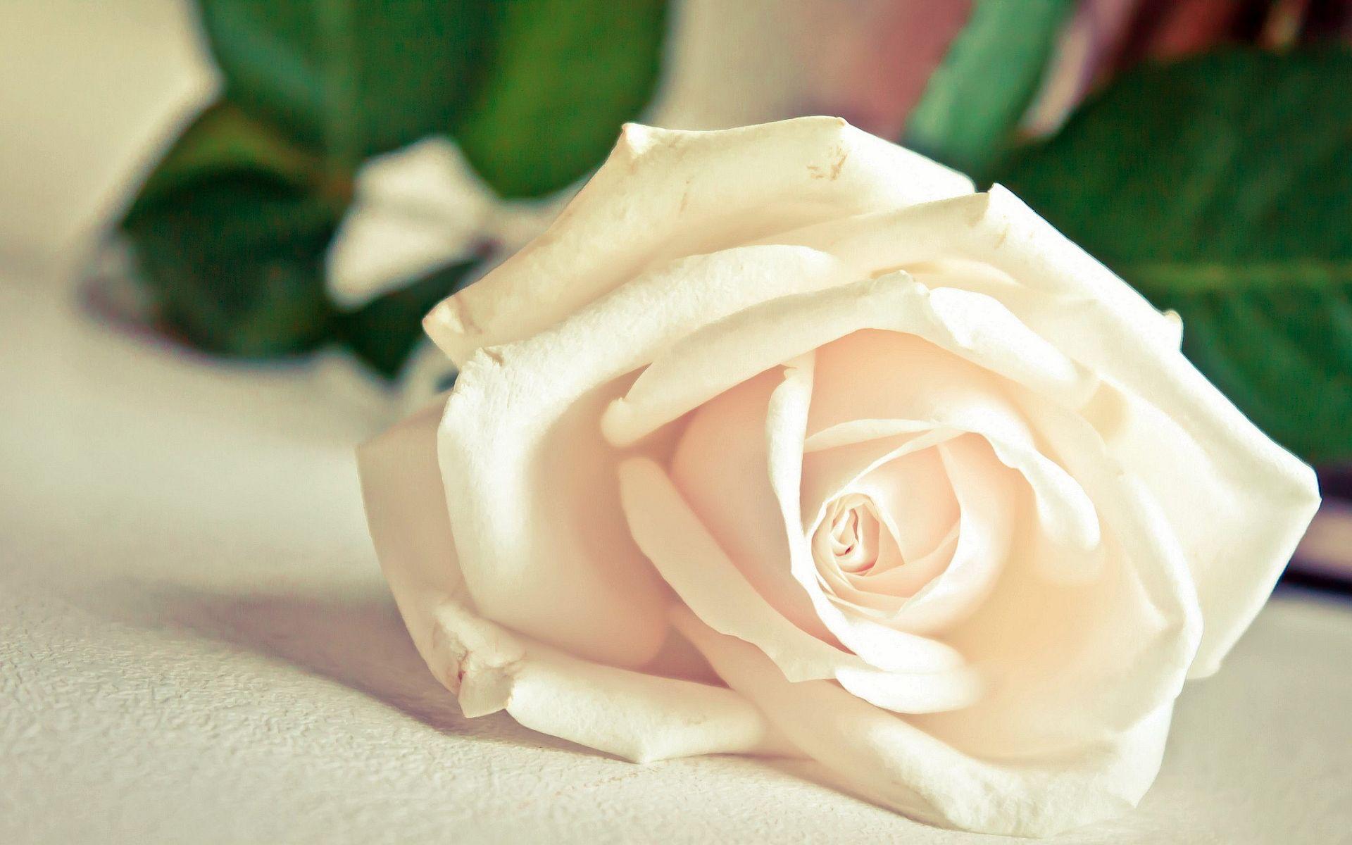 wallpaper hd white rose love