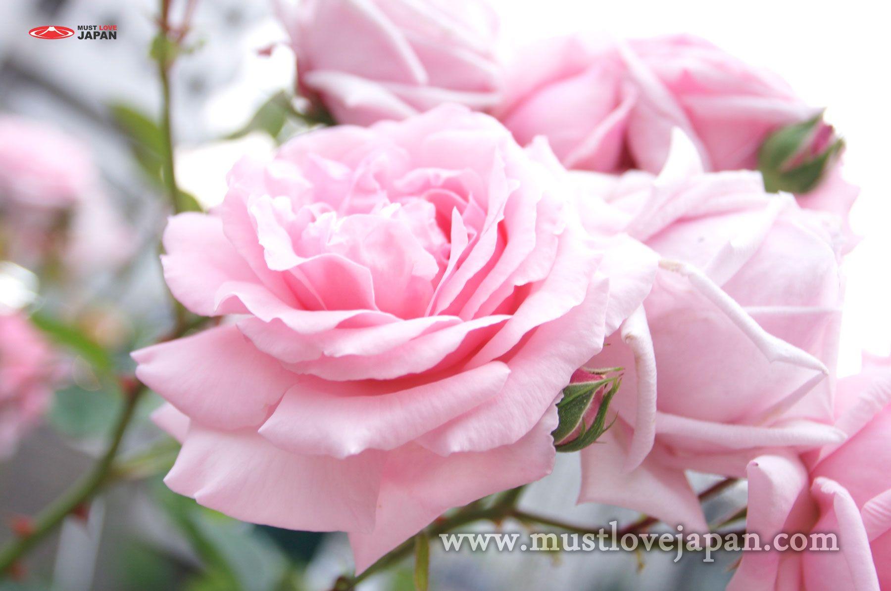 White Rose at Nawate Street. MustLoveJapan Video Travel Guide