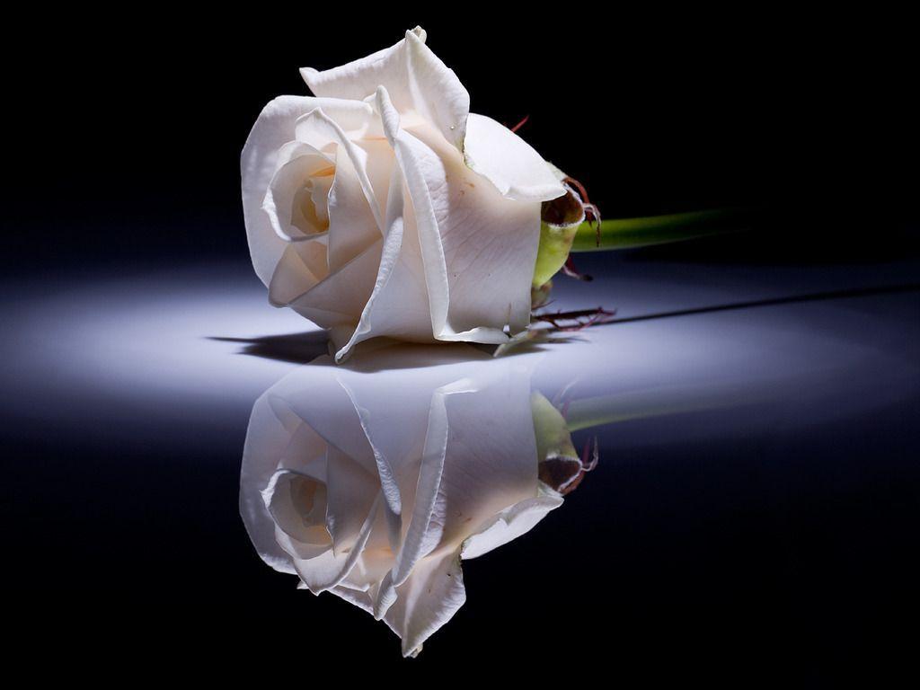 My favorite flower.the white rose! Why do I love the white rose