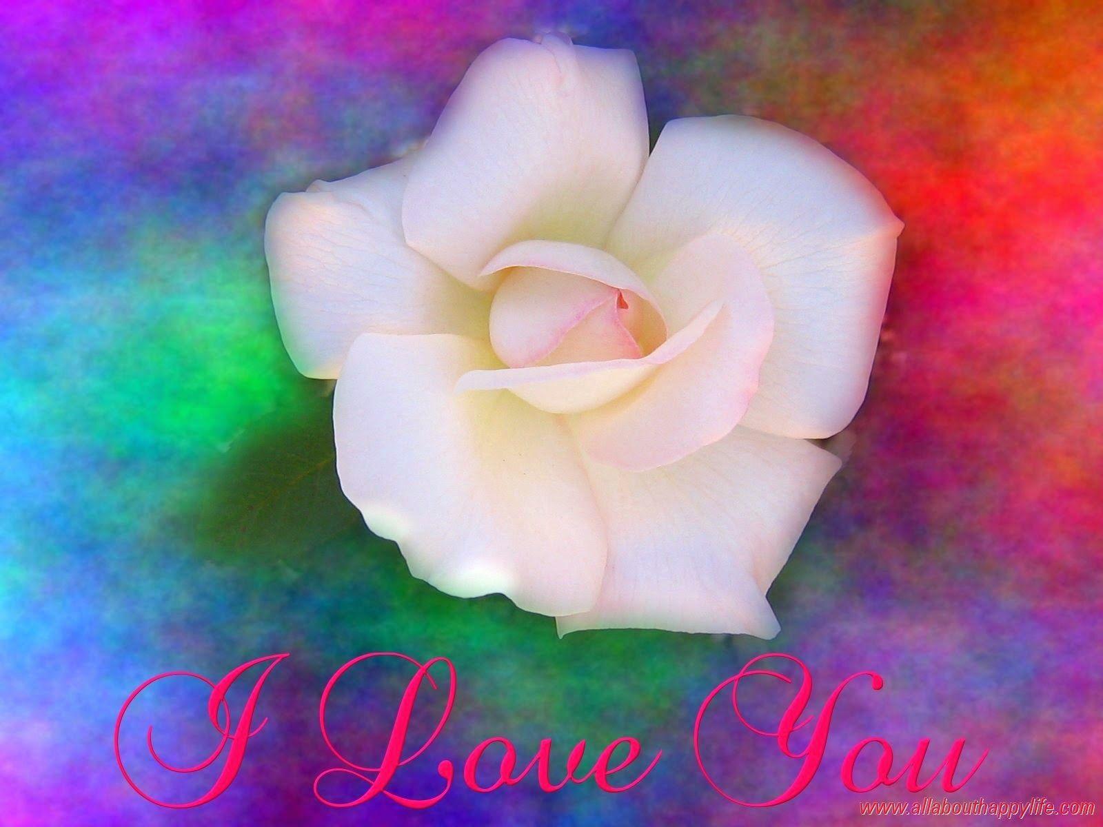 White Rose Love Wallpaper