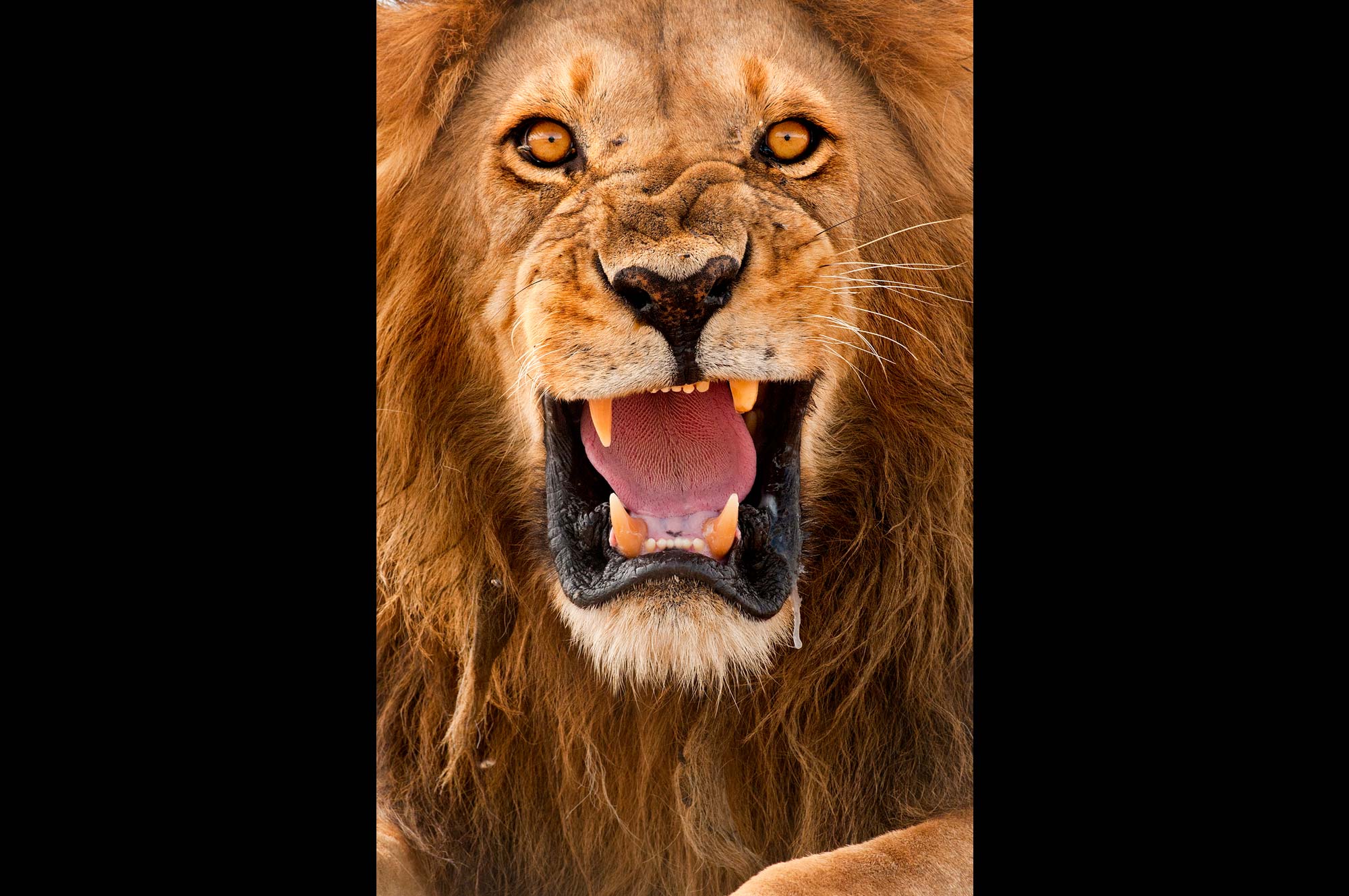 Angry Lion Free Wallpaper Downloads