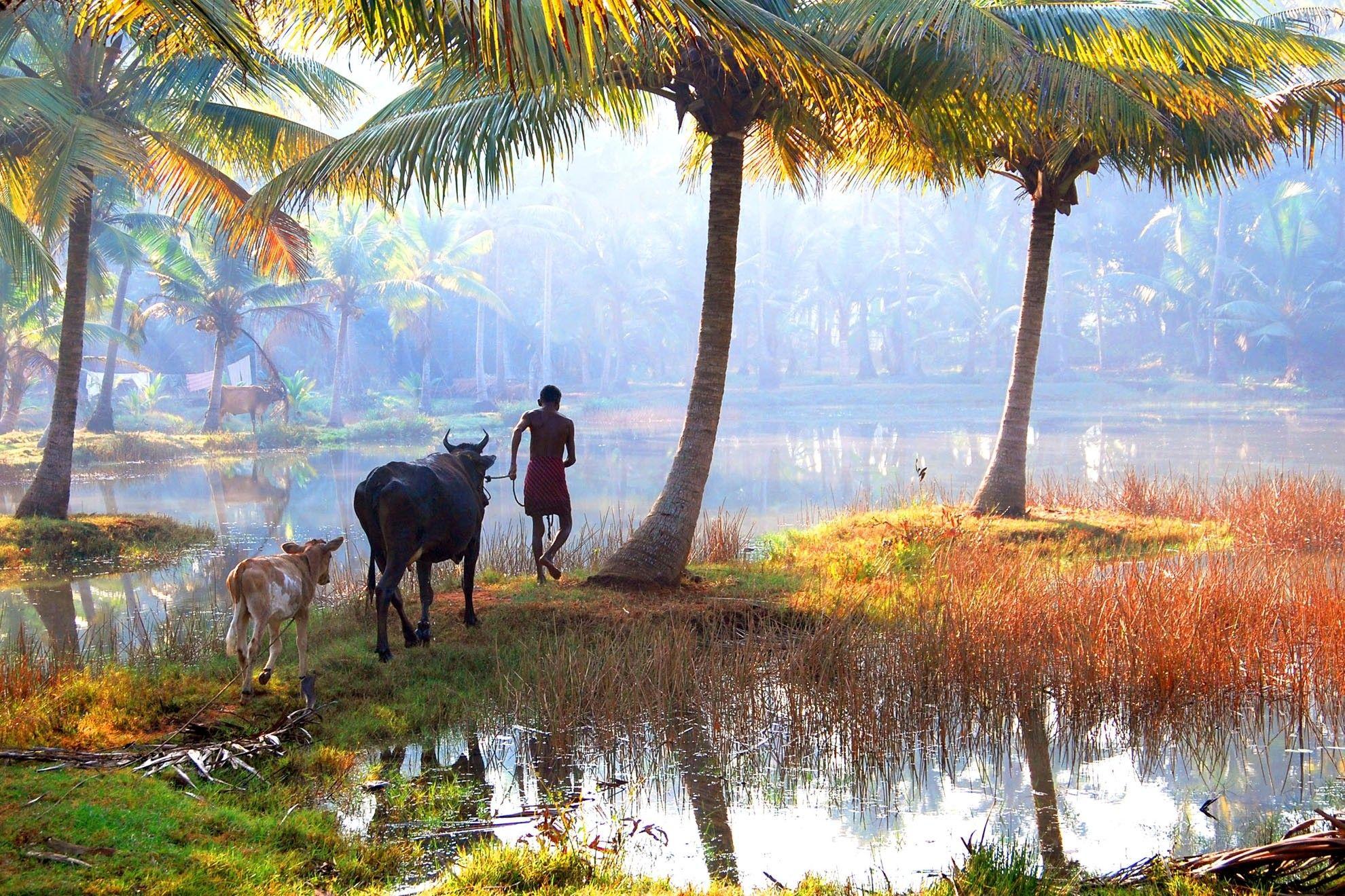 picture of Kerala to prove that it's really God's own country