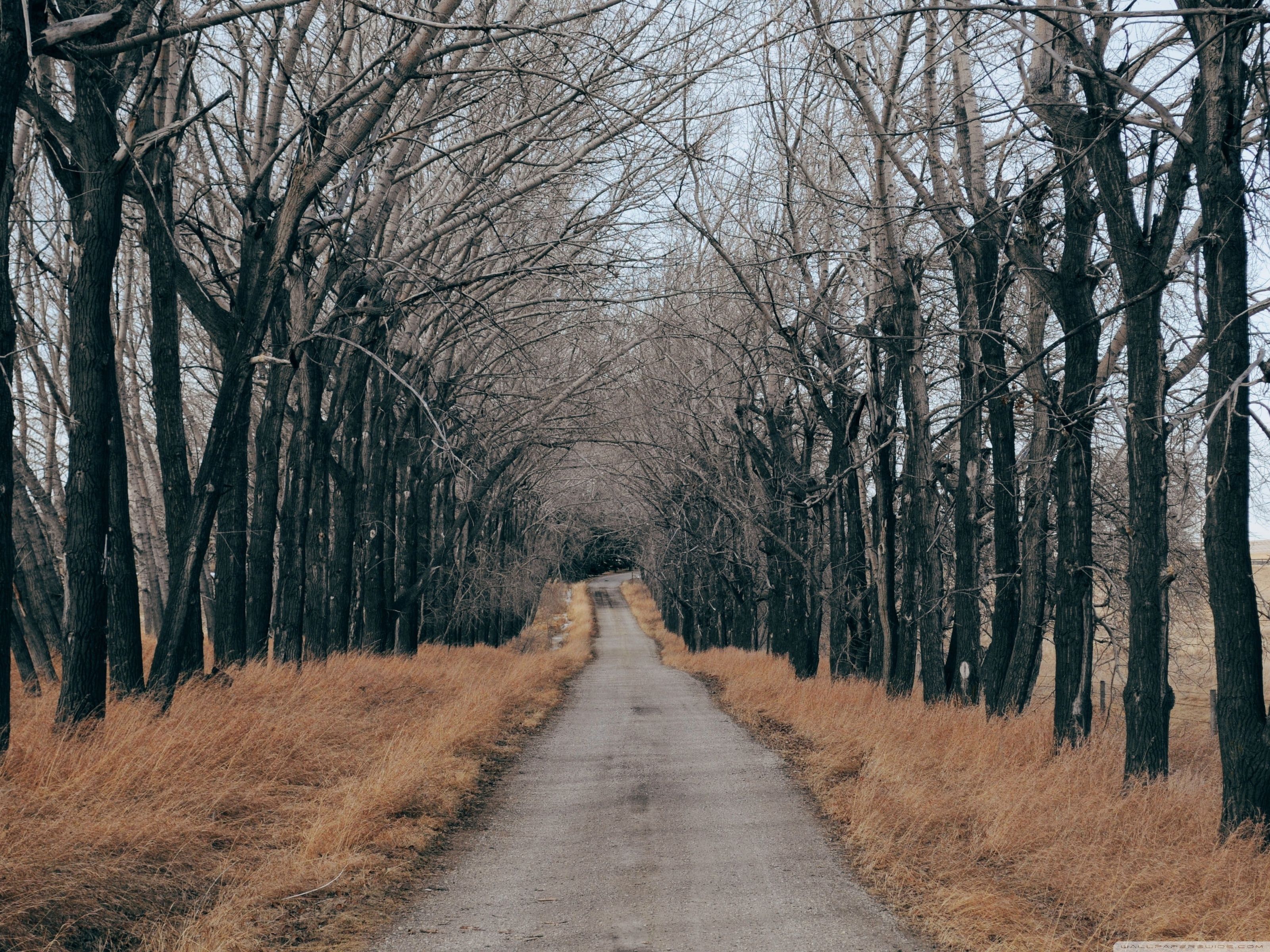 Trees Along A Country Road ❤ 4K HD Desktop Wallpaper for 4K Ultra