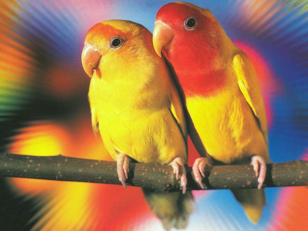 Cute Love Birds Loving Wallpaper Colorful Kissing Birds Background