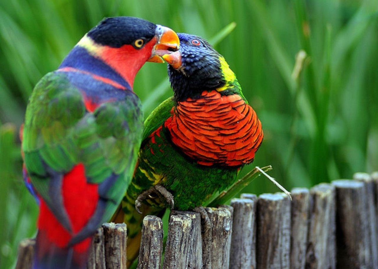 birds love animals birds parrots wallpaper bird wallpaper