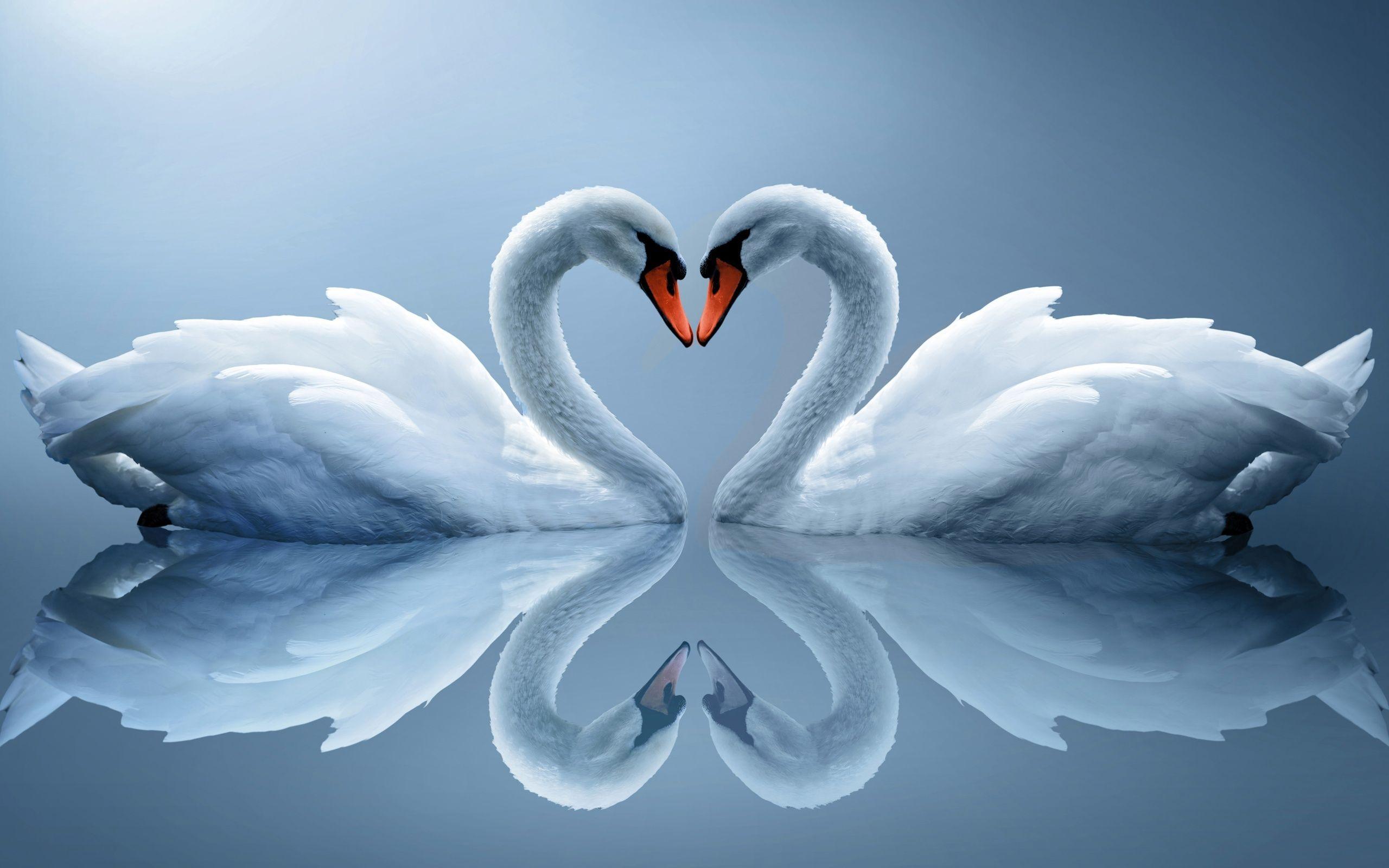 Wallpaper Swans, Love heart, Romantic swans, Lovebirds, Pair, HD