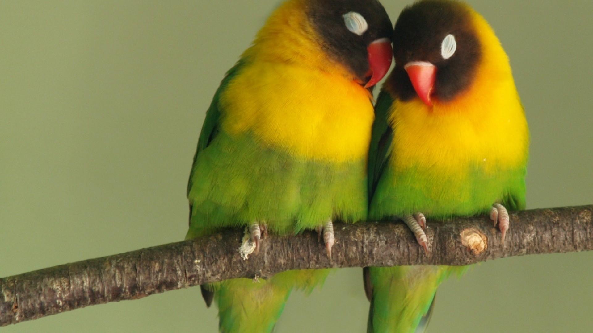 Cute Love Bird Colorful Parrot HD Wallpaper Download