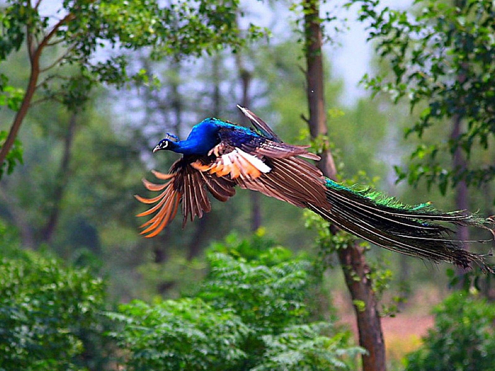 Colorful Peacock Bird HD Wallpaper Love Birds Birds for HD 16:9