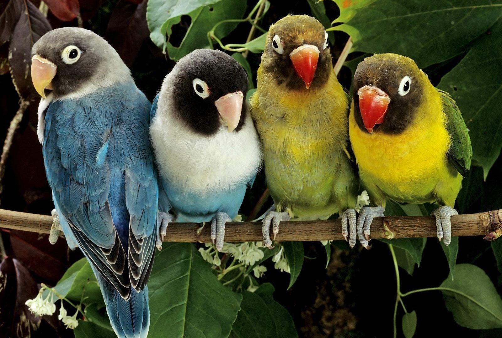 Birds: Love Birds Wallpaper Spring for HD 16:9 High Definition 1080p