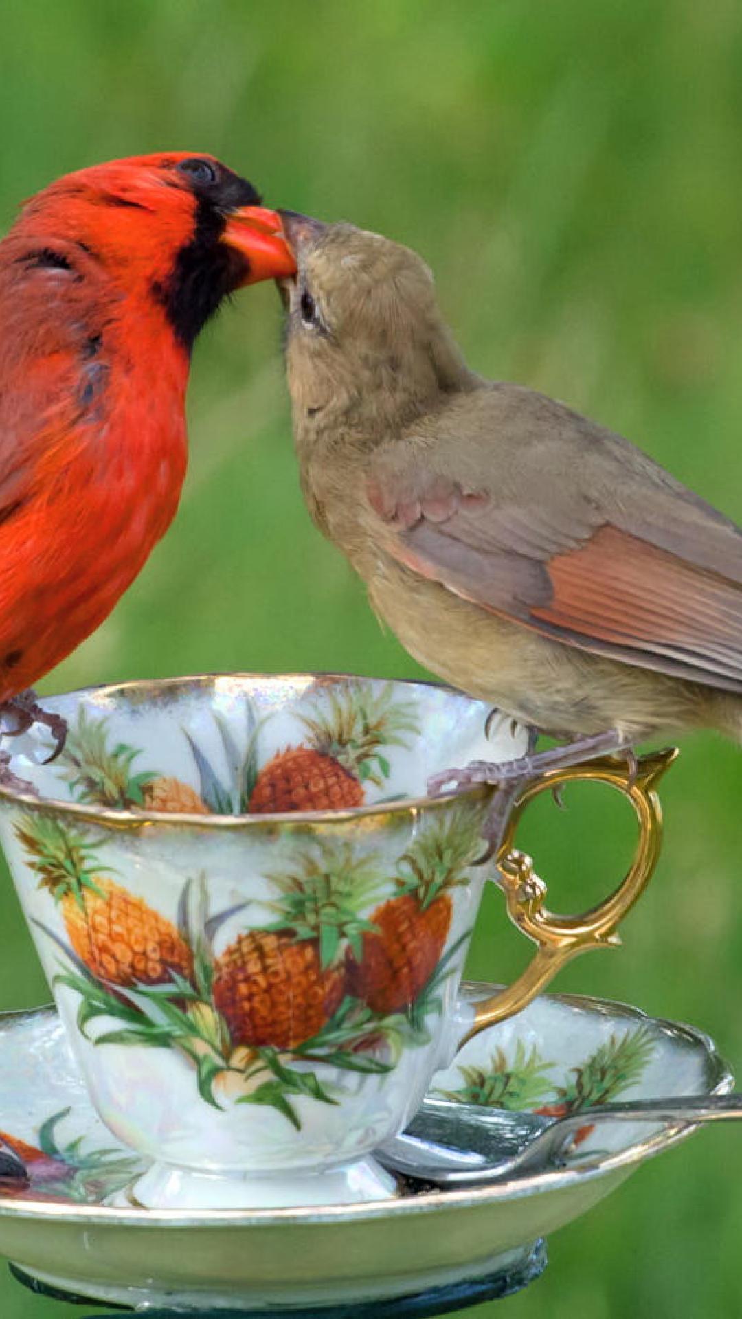 ScreenHeaven: Love birds saucer spring red pair cup brown desktop