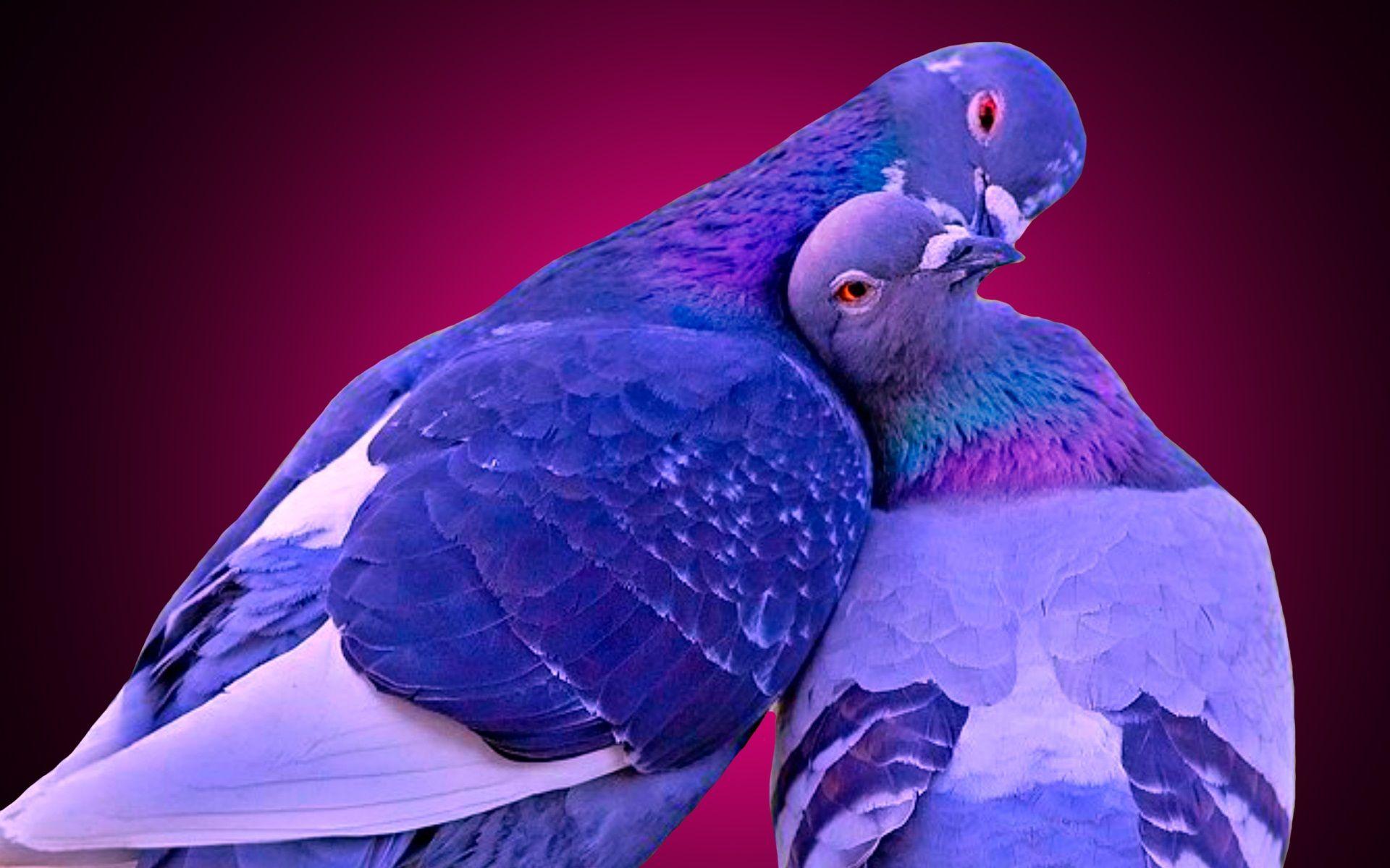 Wallpaper and Picture Graphics: Love Birds, by Jeni Caddy for PC