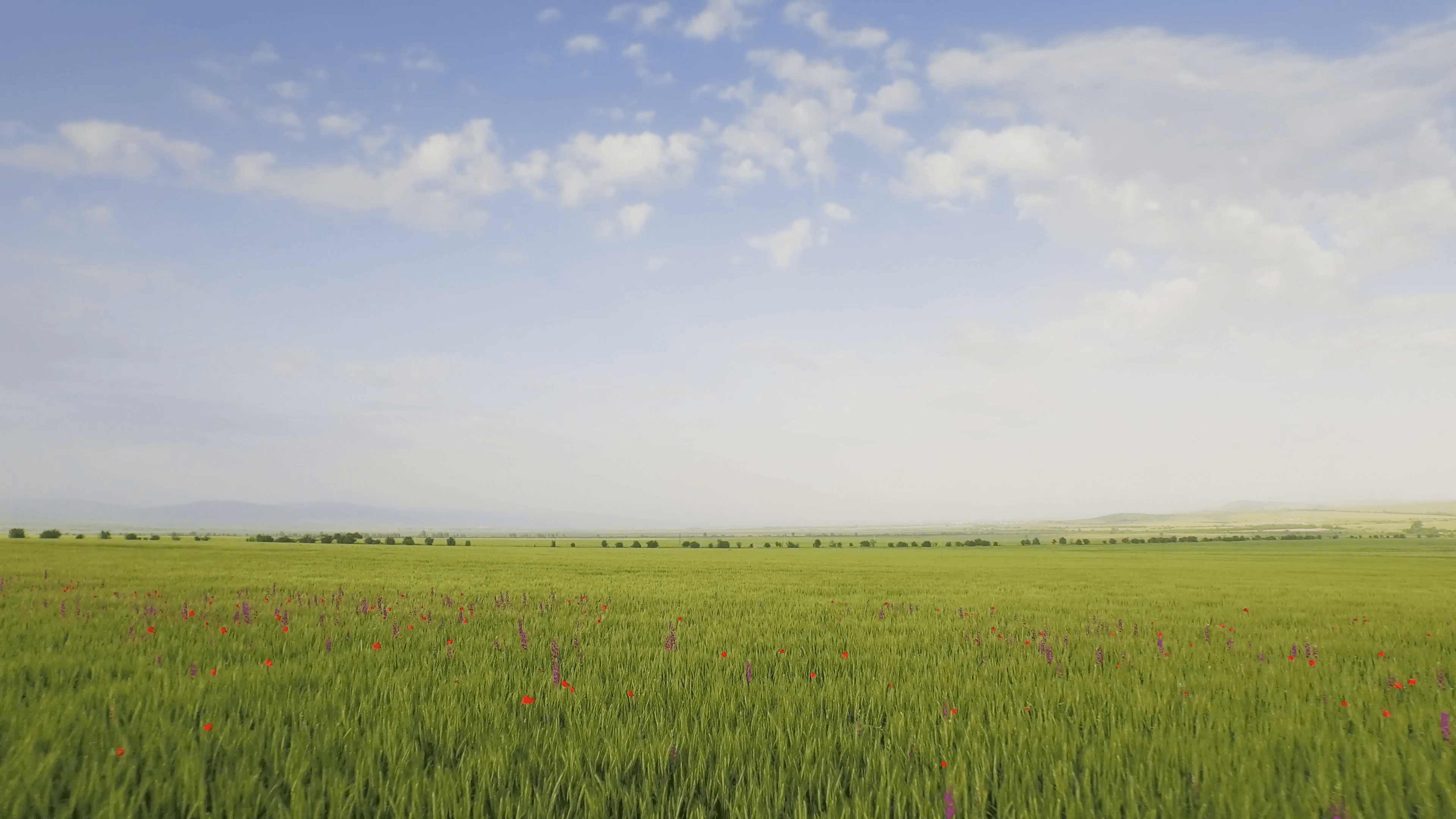 Wheat Field Nature Green Spring Agriculture Plant Summer Landscape