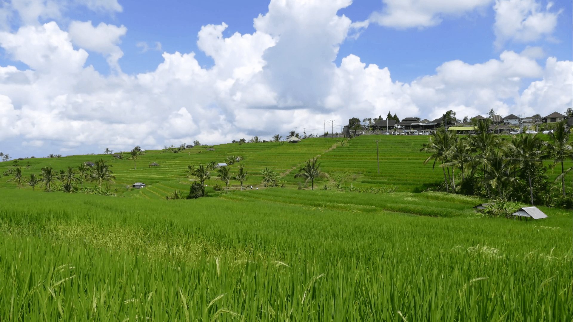 Rice field paddy landscape in Bali Indonesia. Asia farm agriculture