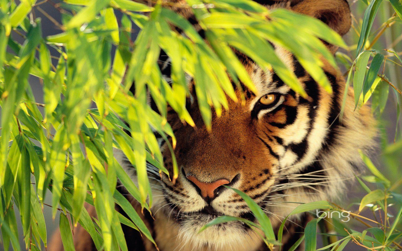 Bengal Tiger Desktop Wallpaper 4125