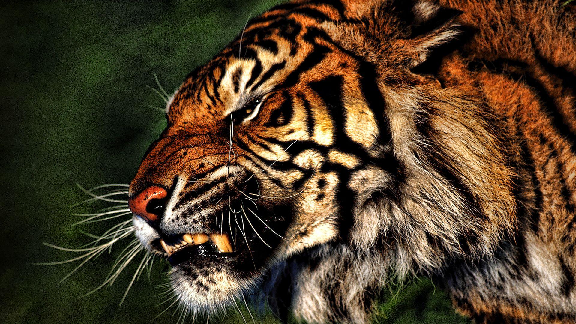Free Angry Bengal Tiger Wallpaper Desktop Background For Wallpaper Idea