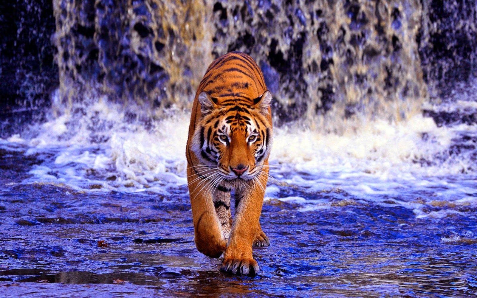 wallpaper: Bengal Tiger Wallpaper