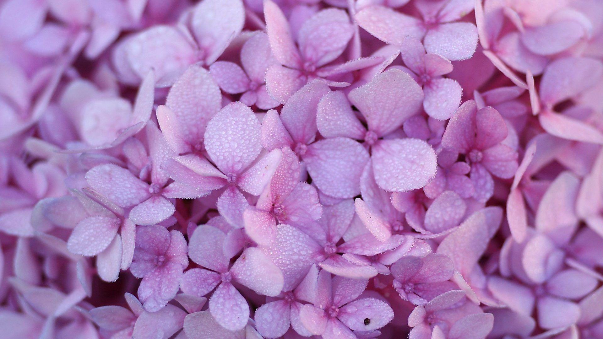 Flowers: Flower Tapet Carpet Skin Hydrangea Pink Purple Wallpaper