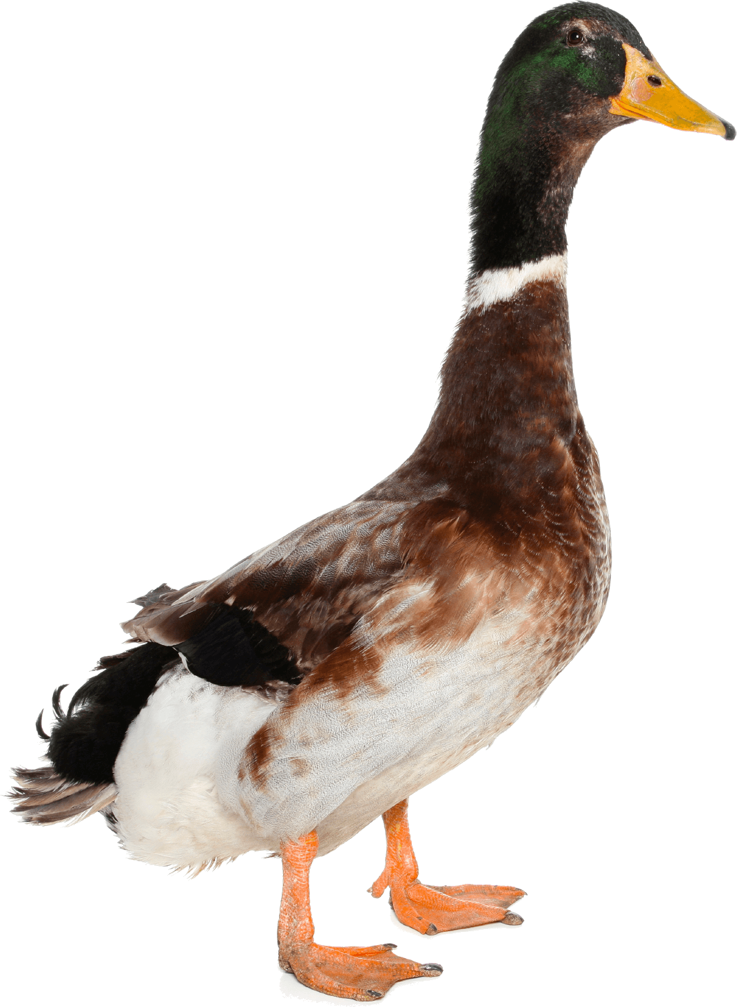 Duck PNG Icon. Web Icon PNG