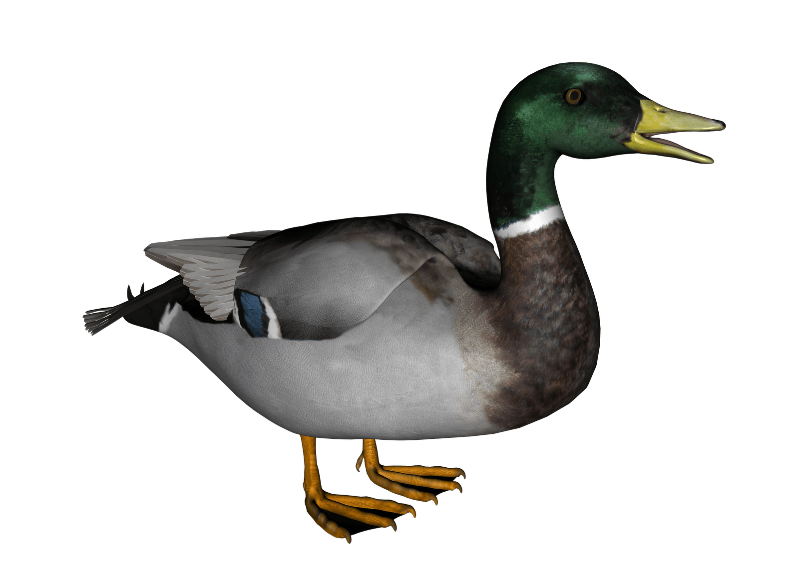 Duck PNG Transparent Image