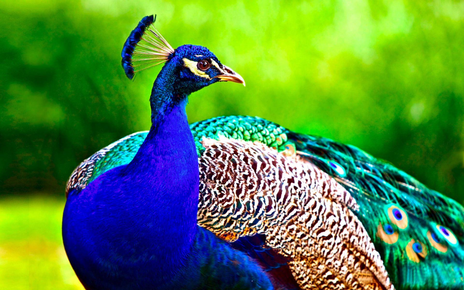 Most Beautiful Peacock HD Wallpaper. Full HD 1080p