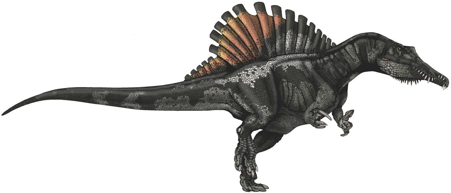 Spinosaurus Dinosaurs 22233517 1488
