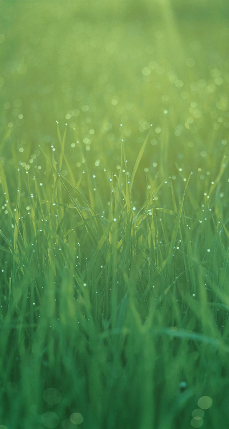 Download wallpaper 800x1420 grass, pink, sky iphone se/5s/5c/5 for parallax  hd background