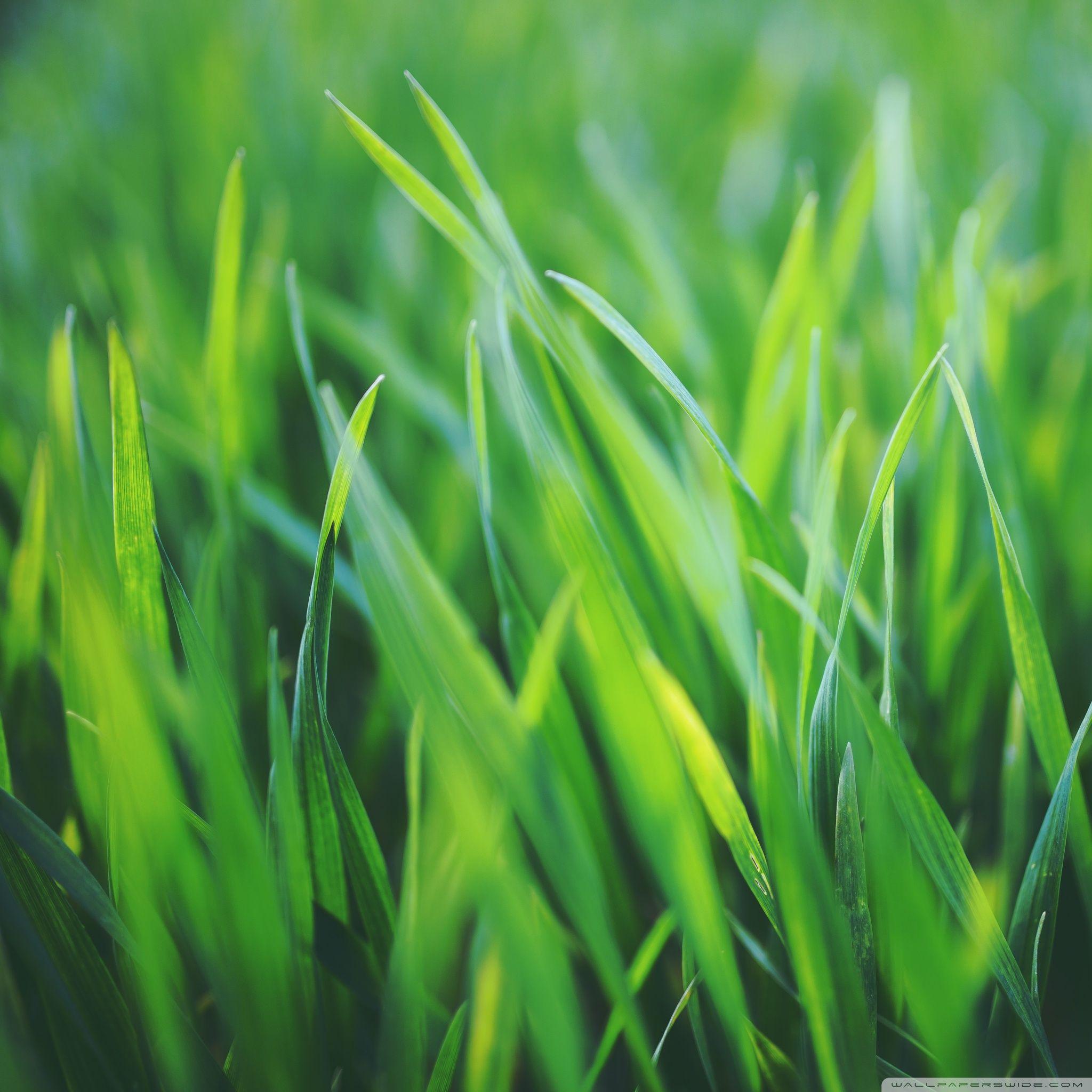 apple wallpaper grass