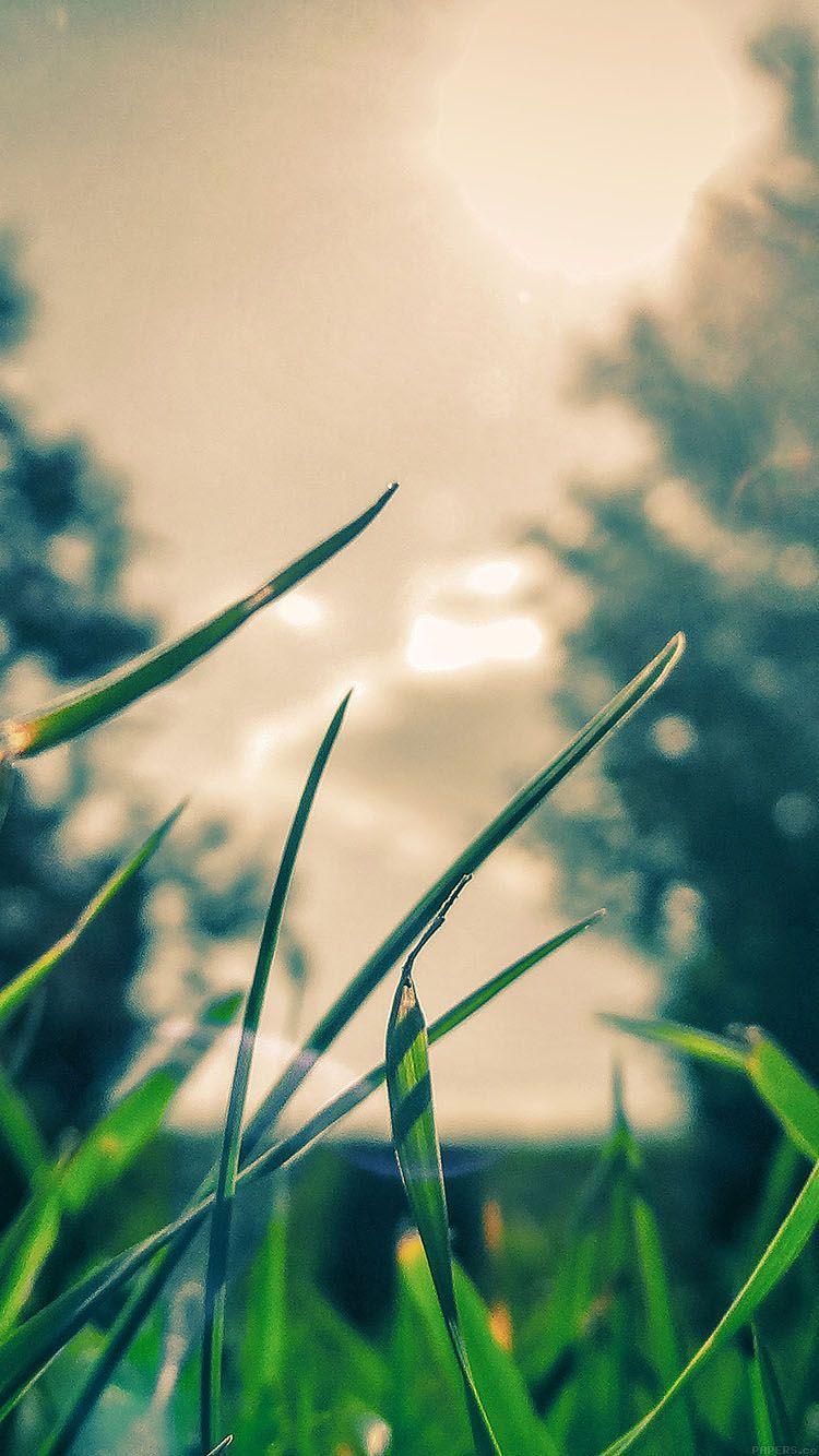 iPhone7papers grass sunshine leaf nature