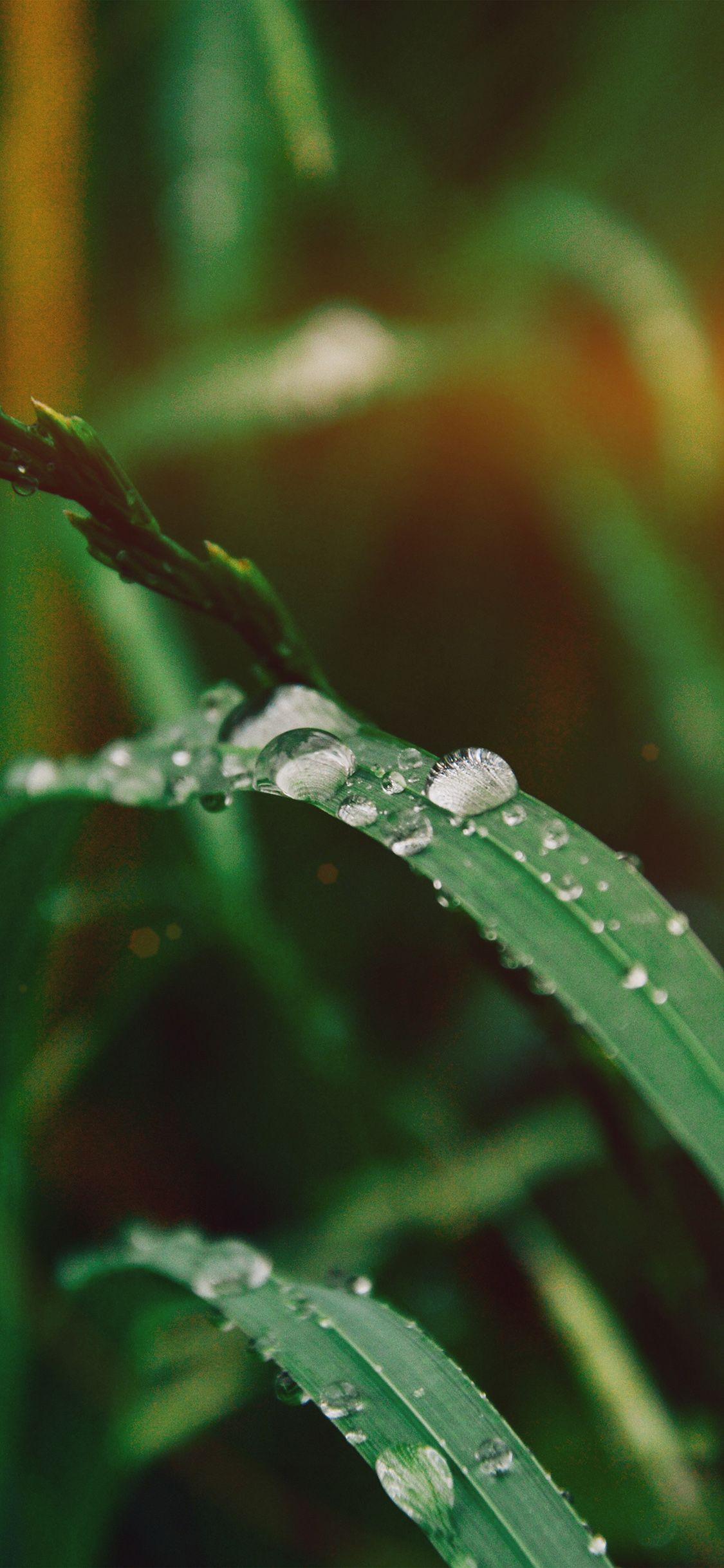 iPhone X wallpaper. grass drop water rain