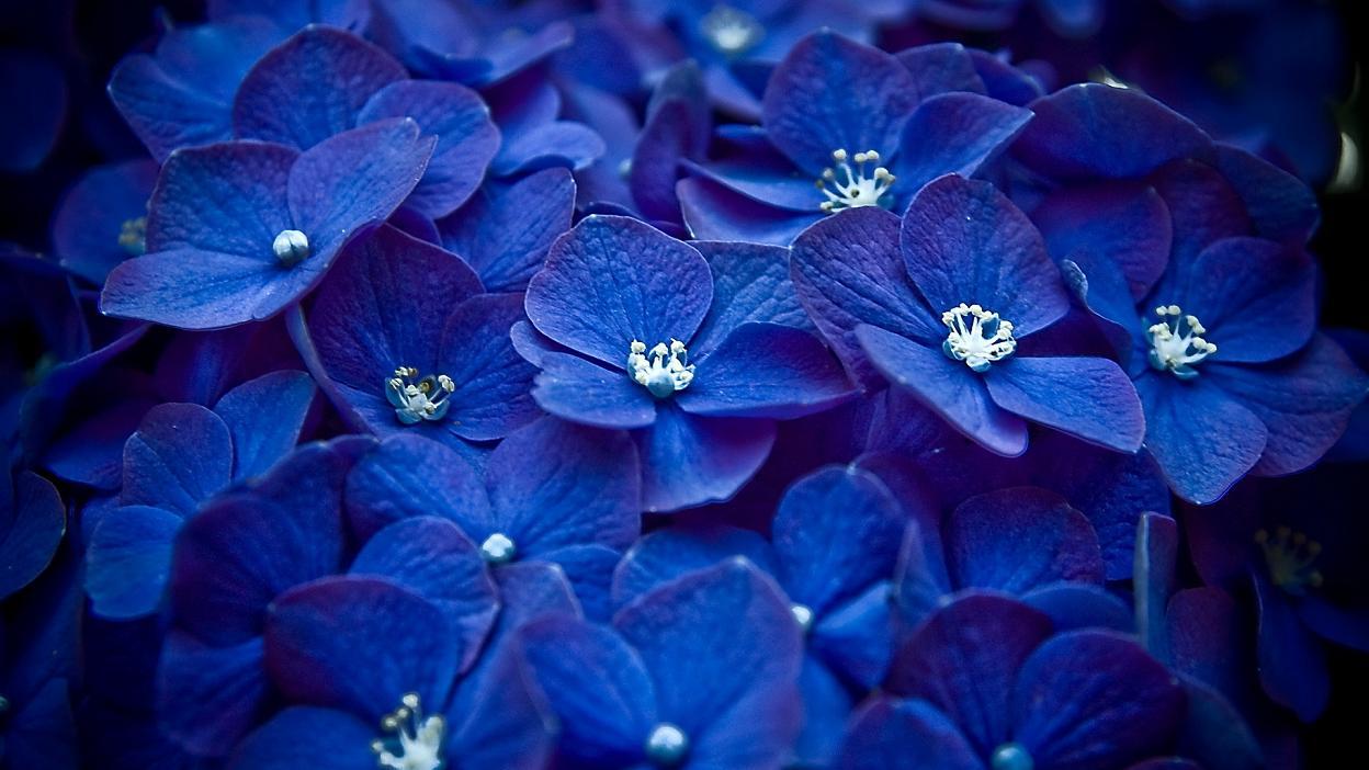 Beautiful Desktop Wallpaper, Picture