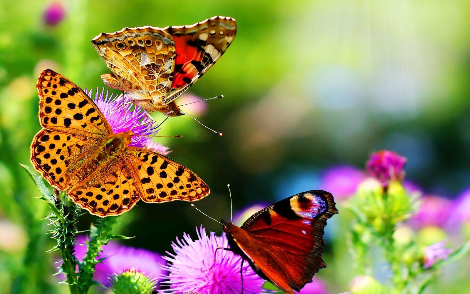 BUTTERFLY WALLPAPER. Colors of Nature HD Butterfly Wallpaper. HD