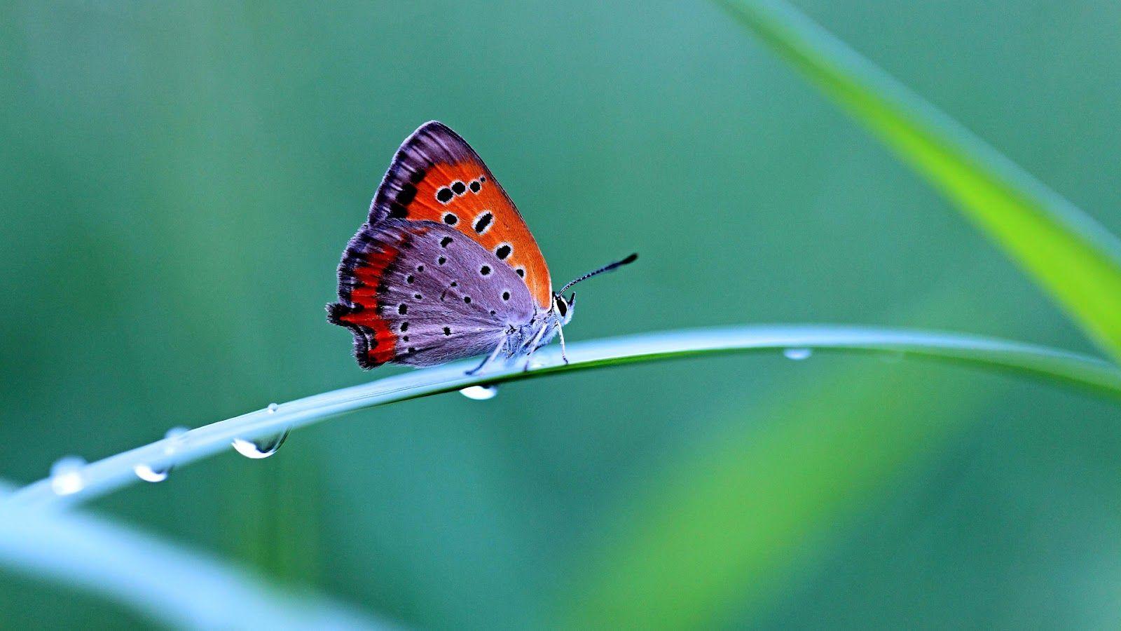 Butterflies Nature HD Wallpaper
