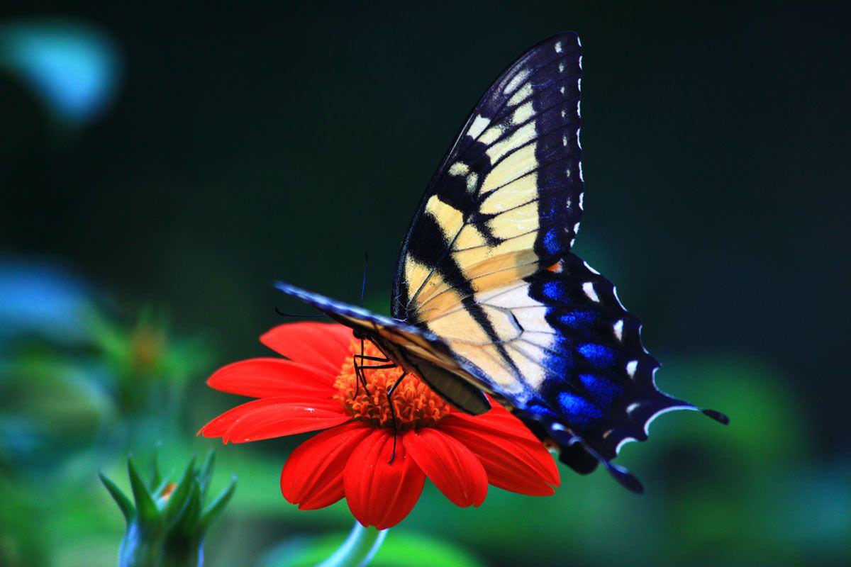 Beautiful Butterfly Image Colorful HD Wallpaper Download